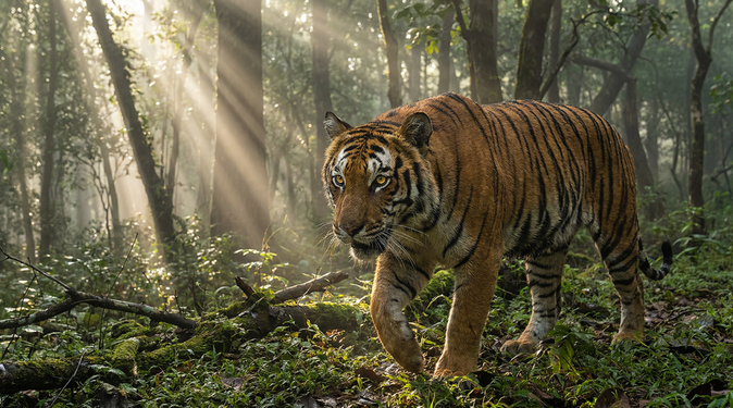 茄子视频老虎视频